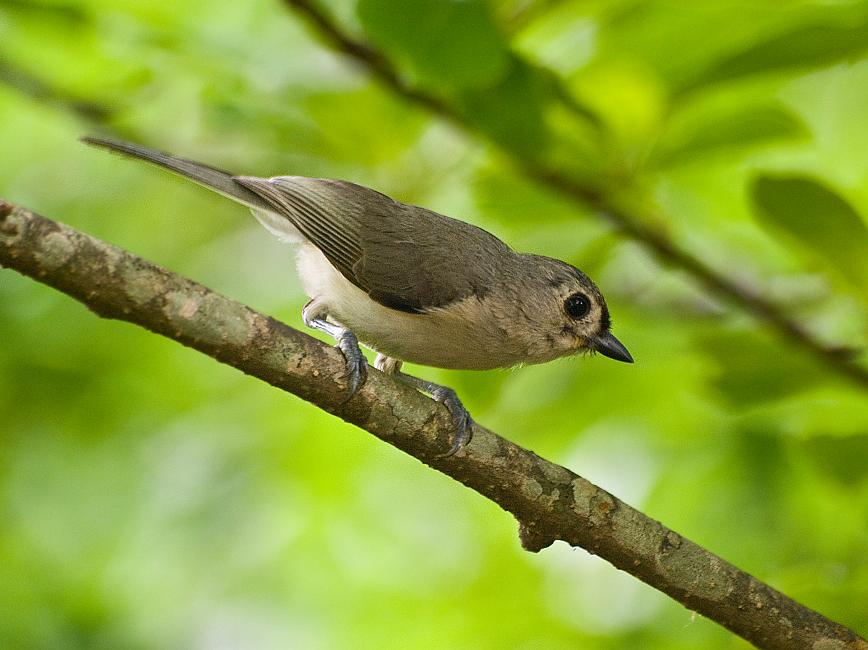 DSC_7650a.jpg - This is a tufted titmouse.  They are cute and friendly birds but the ones in our yard do not seem to like displaying their tufts.