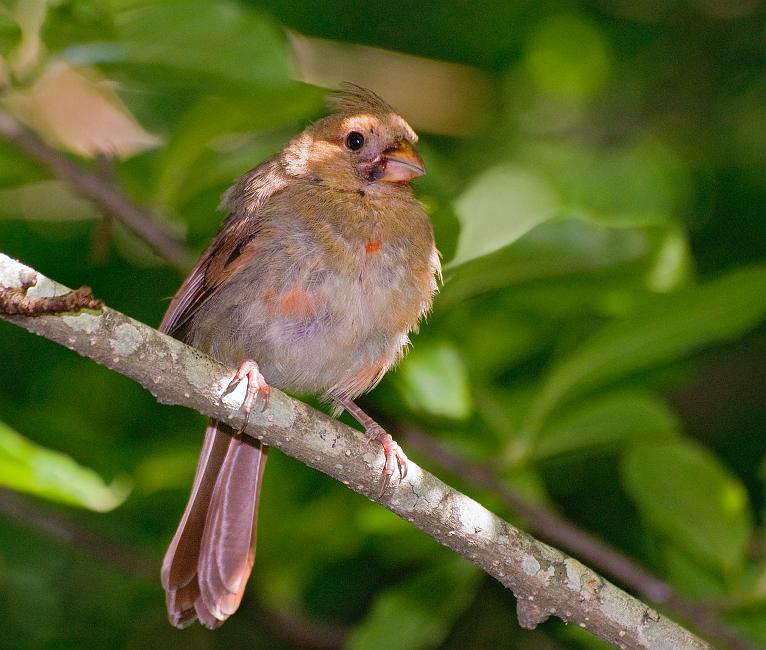 DSC_7809a.jpg - One of the cardinals' two babies.  They visit the feeder more frequently than their parents, but that's no surprise... you know how kids eat.  This little guy also likes excercising his lungs... he's way louder than either of his parents.