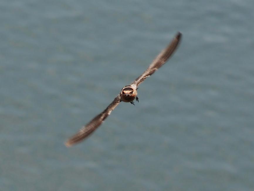DSC_8352a.jpg -  The 14th Street bridge is home to at least several hundred swallows.  Apparently they have deserted most of the 13th street nests and are living here now.  I did not see a single English Sparrow at this bridge so perhaps the swallows are numerous enough here to drive them off.  This and the following shots were taken from the middle of the bridge shooting down at the water.  As the birds approached their nests under the overhang of the bridge I would try to track them as best I could to give the camera time to focus.  It is very seldom that one of these birds will stay in frame for more than two seconds, so that's about how much time you have to compose the shot while the camera is (hopefully) locking down the focus. 