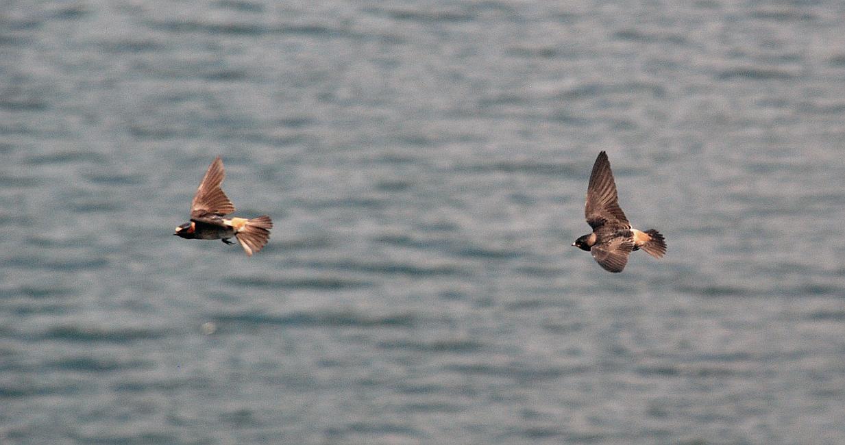 DSC_8487a.jpg -  A male and female cliff swallow.  The female's head is all black, the male has a white patch above the beak. 