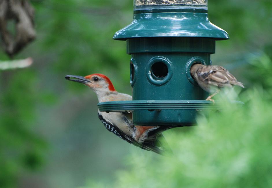 DSC_8672a.jpg -  The same woodpecker in the previous shot visits the feeder now and then.  I dislike photos taken at bird feeders but I had to show you this one. He is way too big to perch upright and still get his head in the feeder holes.  So instead he hangs from the perch and braces his tail underneath, then cranes his neck around.  On the right, a female English sparrow stuffs herself. 