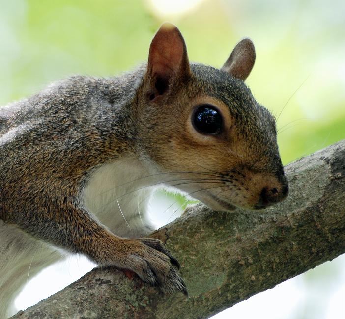 DSC_8683b.jpg -  Wherever there are birdfeeders there are grey squirrels and we have quite a few... this one is the bravest of the lot, he shows no fear and will let you get fairly close.  He has been trying to gnaw through the roof of the feeder for two months.  With that kind of persistence and determination, I wish I could train him to go after those sparrows. 