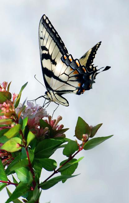 DSC_8732a.jpg -  This eastern tiger swallowtail is either the largest of Georgia's butterflies or close to it.  The upper side of the wings are a soft yellow while the underside seen here is much lighter.  Both sides have the colorful orange and irridescent blue patches. 
