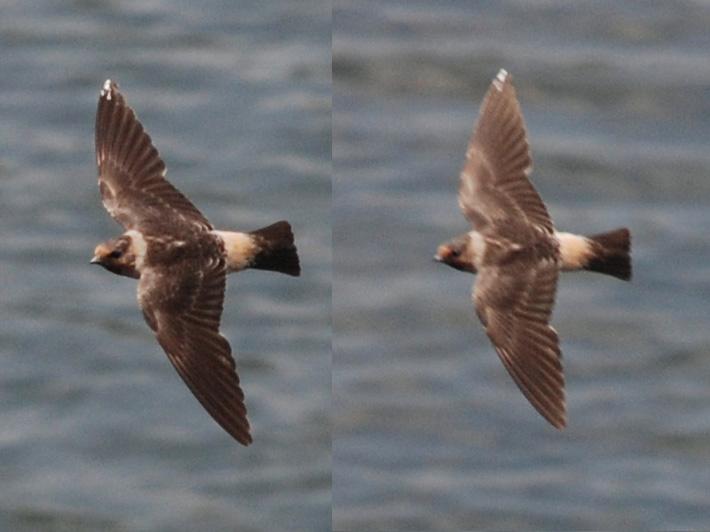 Swallow.jpg -  I am still trying to figure out what this bird is.  The cliff swallow is supposed to have a white patch over the beak, but it is clearly brown in these images.  Cave swallows have brown patches, but they don't nest or migrate anywhere near this area (most are in Texas, though there is a very small colony near Miami, FL).  Perhaps this is a juvenile cliff swallow, or perhaps he just needs a bath. 