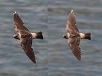 Swallow