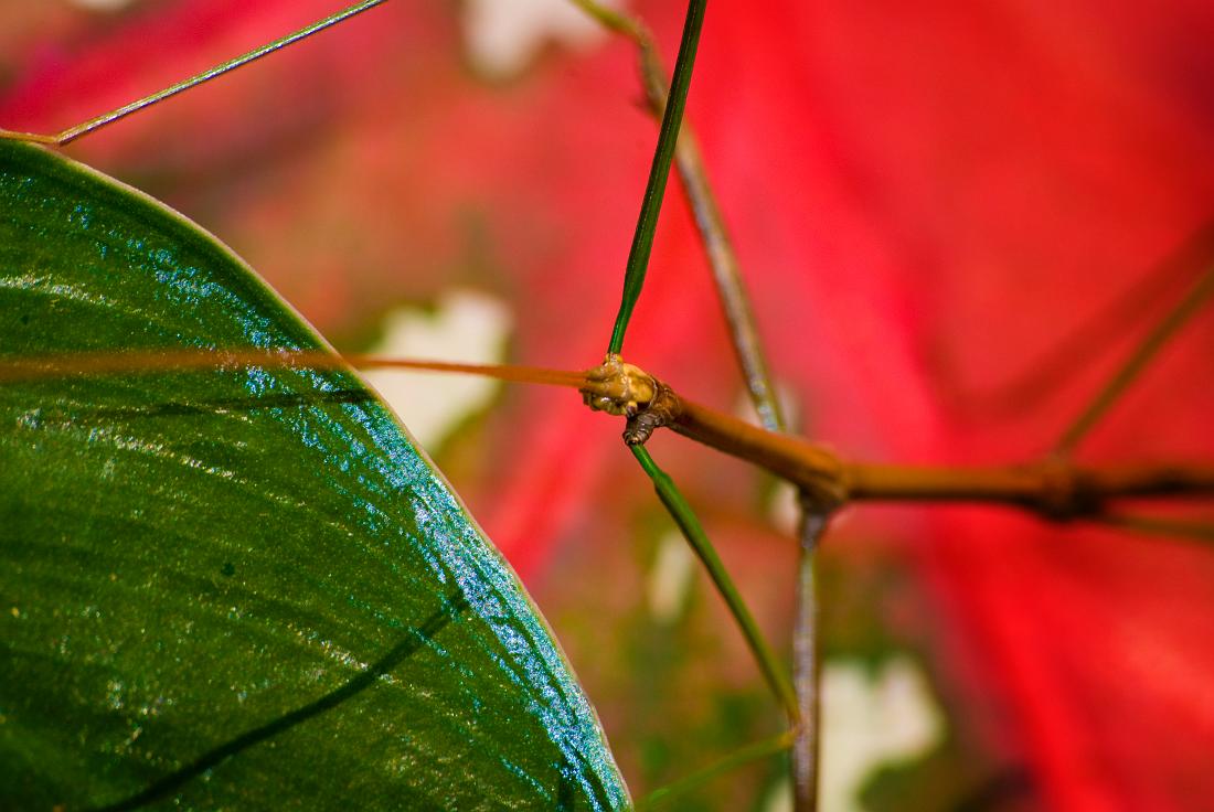 DSC_8774a.jpg - Walking stick, a bit closer.