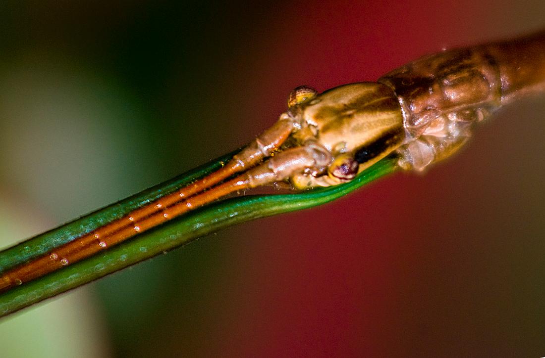 DSC_8801a.jpg - Walking stick head, top view.