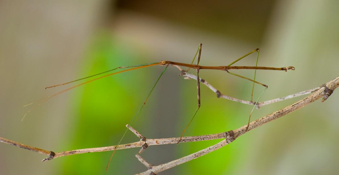 DSC_8861a.jpg - Walking stick... on a stick.  This shot was taken in natural light, no flash fill.