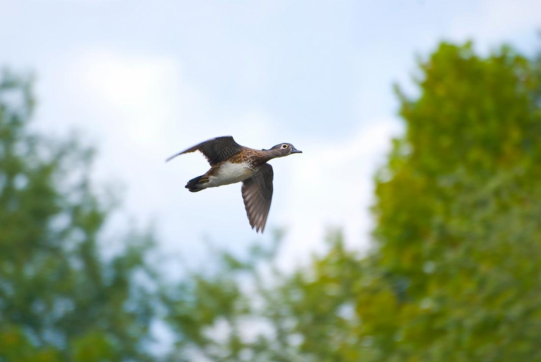 DSC_9074a.jpg - Female wood duck at Oxbow Meadows