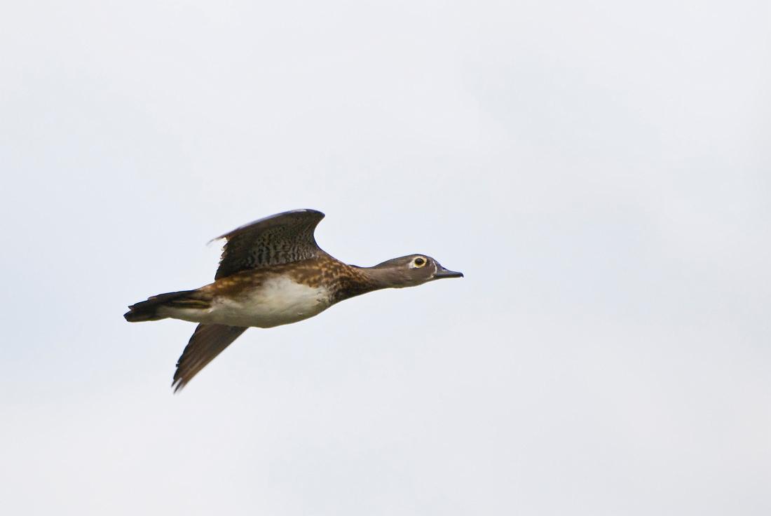 DSC_9076a.jpg - Female wood duck at Oxbow Meadows.
