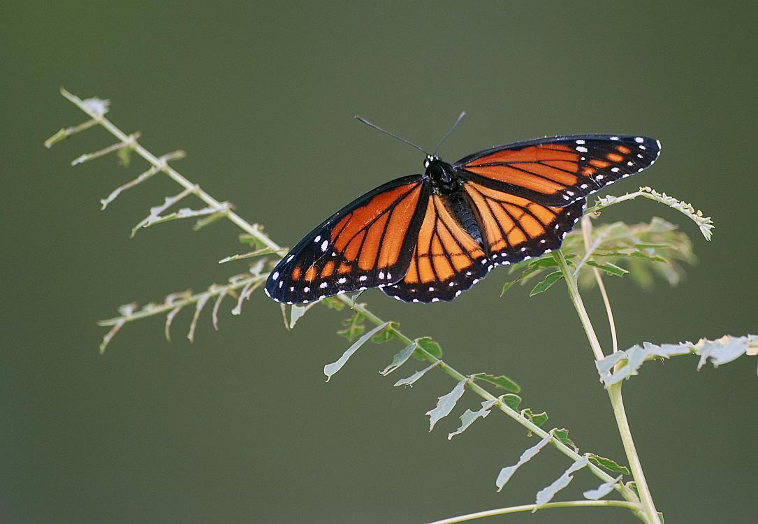 DSC_9080a.jpg - Viceroy butterfly,  Limenitis archippus. 