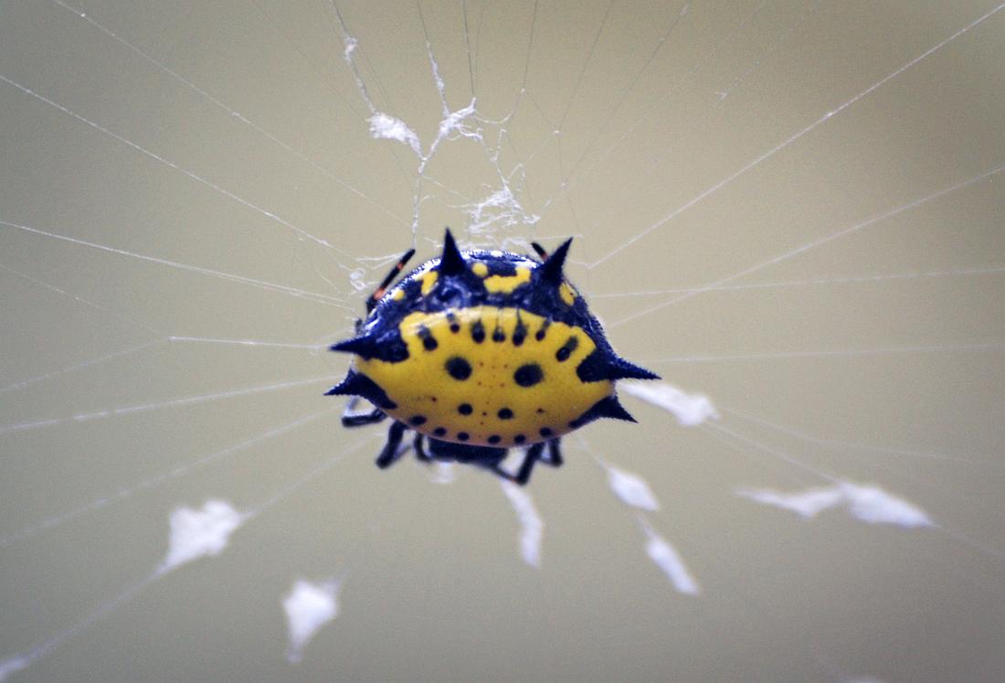 DSC_9090a.jpg - This is a Jeweled spider,  Gasteracantha cancriformis .  They're very small and are not harmful, but they do have an annoying habit of building their webs across a path, right at head height.