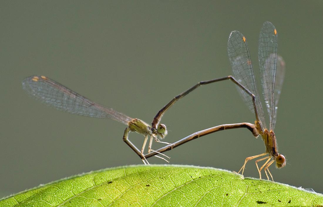 DSC_9135a.jpg - A pair of damselflies mating.