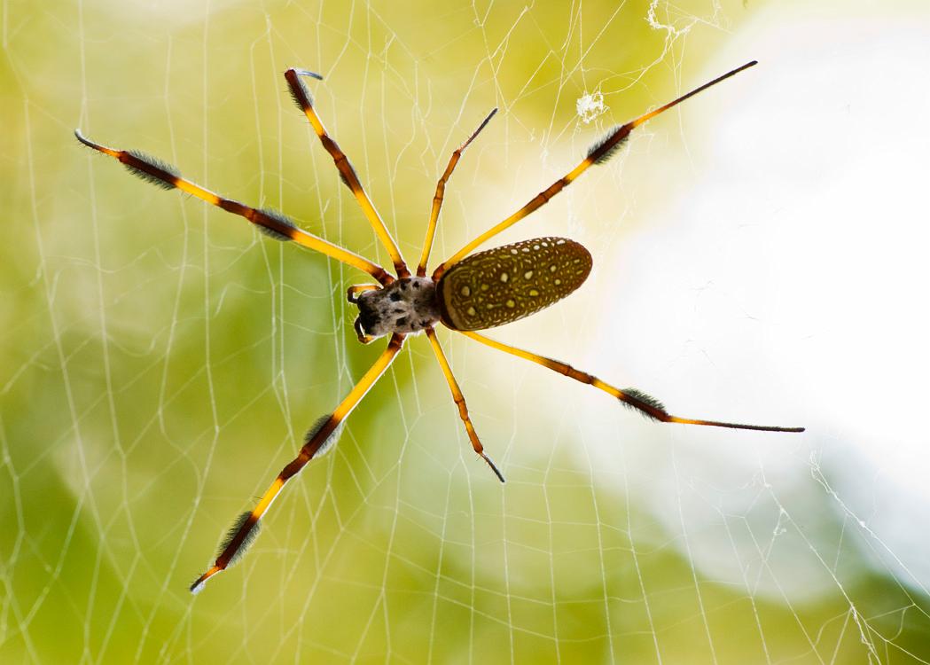 DSC_9224a.jpg - Golden Silk spider,  Nephila clavipes , also called a Banana spider.  I almost literally ran into this one at Oxbow Meadows.  She had built her web across a deer trail that I was following... I had ducked under a branch and as I straightened up I found her about four  inches from my nose. From that distance she looked about the size of a Buick so needless to say I almost jumped out of my skin.  When the adrenaline rush subsided, I unfolded my tripod and took a bunch of photos.  This one was shot with available light and a small amount of flash fill.