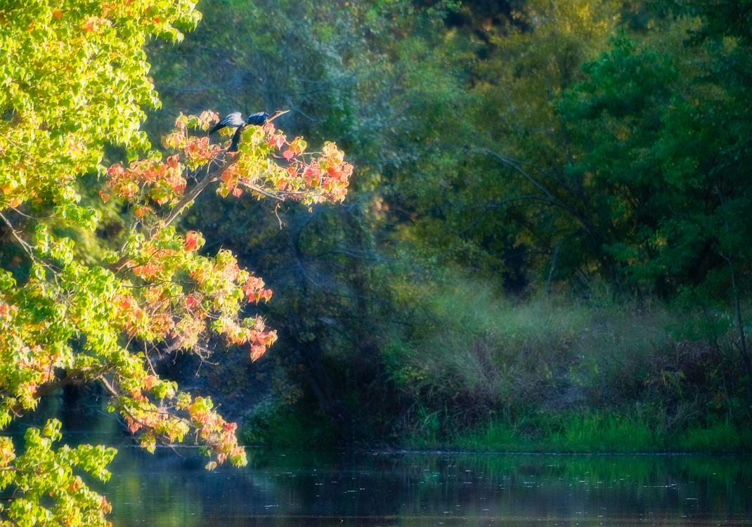 DSC_9244a.jpg - Anhinga drying his wings.  Some post-processing in Photoshop.