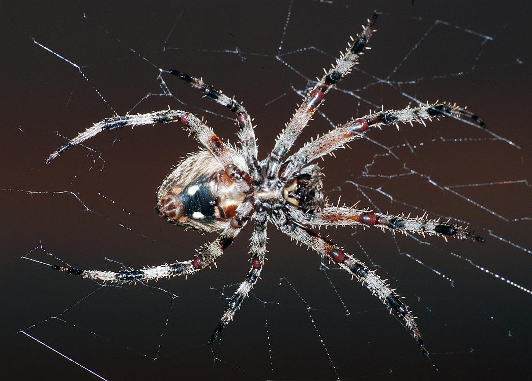DSC_9267a.jpg - Barn spider,  Araneus cavaticus , ventral view.  Like the Garden spiders, these guys build very large beautiful webs.  Nearly every night for several months this one erected an elaborate web over two feet in diameter, with about two dozen spokes and about sixty concentric spirals, then dismantled it in the morning.