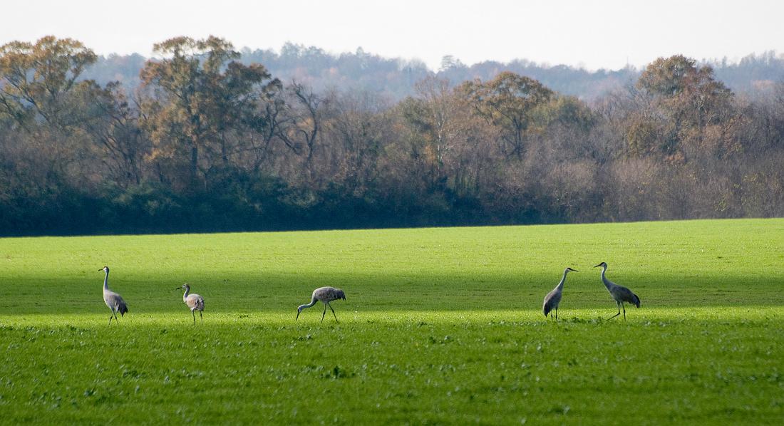 BH08_12_0027b.jpg - Oxbow meadows has a huge pasture that is a favorite feeding spot for deer... they will emerge from the woods in the evening in large numbers to forage.  I visited the pasture in early December hoping to get a few photos of them when I saw some large birds grazing in the distance.  At first I thought they were blue herons but when I zoomed in on them I was surprised to discover that they were Sandhill cranes  (Grus canadensis),  which are not native to this area.  This was about as close as I could get with a 300mm lens..., the birds were extremely wary.  I assumed they were resting here for the night during their migration (one of their wintering areas is south of us, in Florida).  After taking a few shots I wandered on, assuming that this would probably be last I would see of them.
