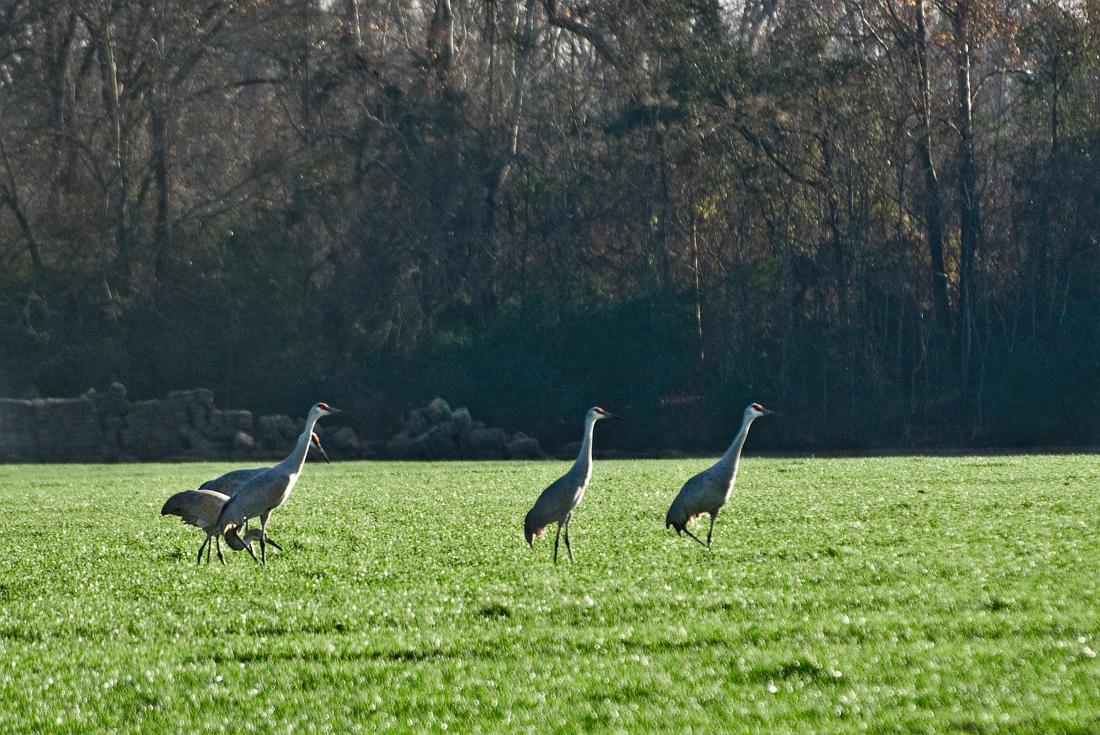 BH08_12_0108b.jpg - Just before leaving, I did manage to get a bit closer to the cranes... enough to make out the characteristic red cap.