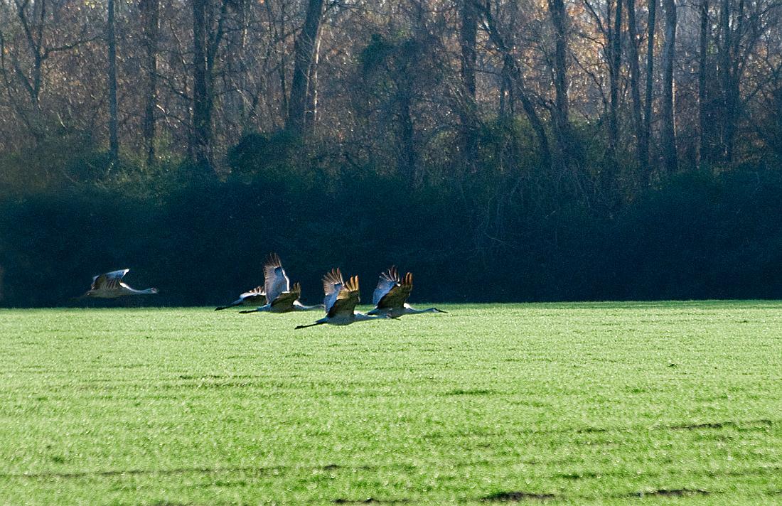 BH08_12_0126c.jpg - At about 4:30, they took off and headed west toward for the river.  When I got home, the entry in one of my bird books said that these cranes usually spend the night by the water and wander around during the day to different feeding locations.  In the coming days, I would see this confirmed... they always took off between 4:30 and 5:00 each day and headed west.