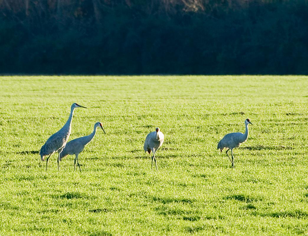 BH08_12_0197b.jpg - The following day, I had better luck... the birds decided to come closer to the paved road that follows the north side of the pasture so I was able to pull off and set up my tripod.