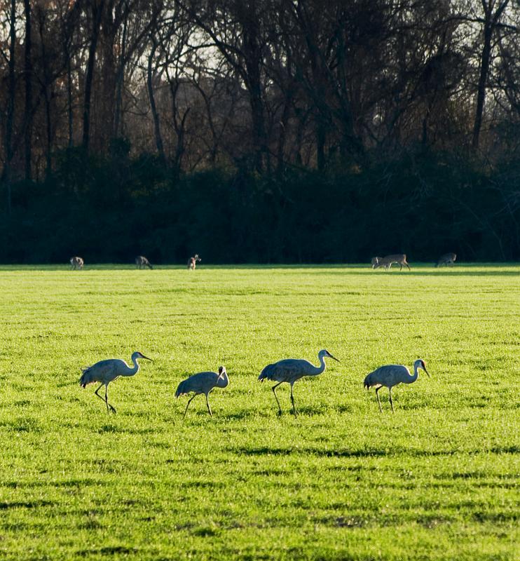 BH08_12_0201b.jpg - As the sun began to get low in the sky, more and more deer came out of the woods.  At first they would stay close to the treeline but they would gradually venture farther out toward the center of the pasture.  By the time the sun went down, I scanned the field from end to end and saw a total of thirty six.