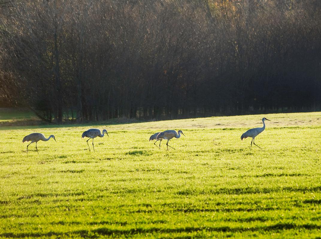 BH08_12_0219b.jpg - As 5:00 drew near, the birds started getting a bit restless, and started walking in the same direction...