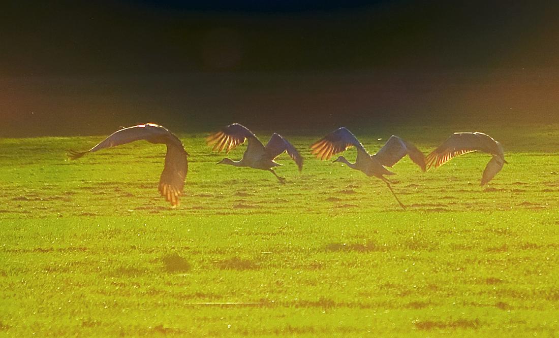 BH08_12_0242b.jpg - ... and in unison, they left for the evening.