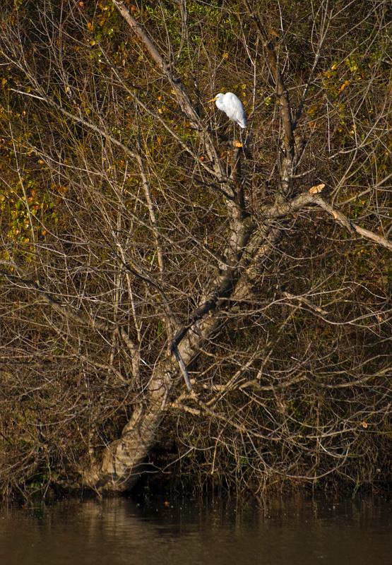 BH08_12_0328a.jpg - Across the road from the pasture where the cranes were, there are three or four ponds that are a favorite hangout for egrets like this one, as well as anhingas, geese, ducks and cormorants.
