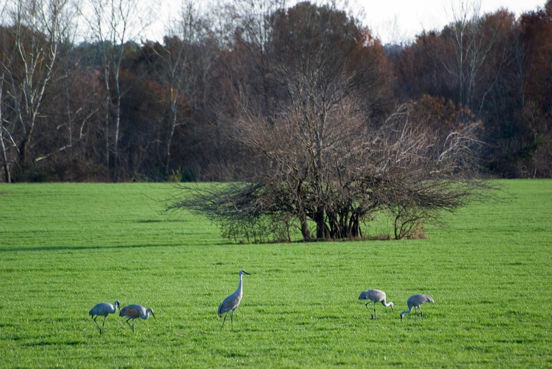 BH08_12_0373a.jpg - A few days later, I went back determined to walk the access road to the west side of the pasture.  Unfortunately, I didn't make it in time so this was the best shot I got that day.