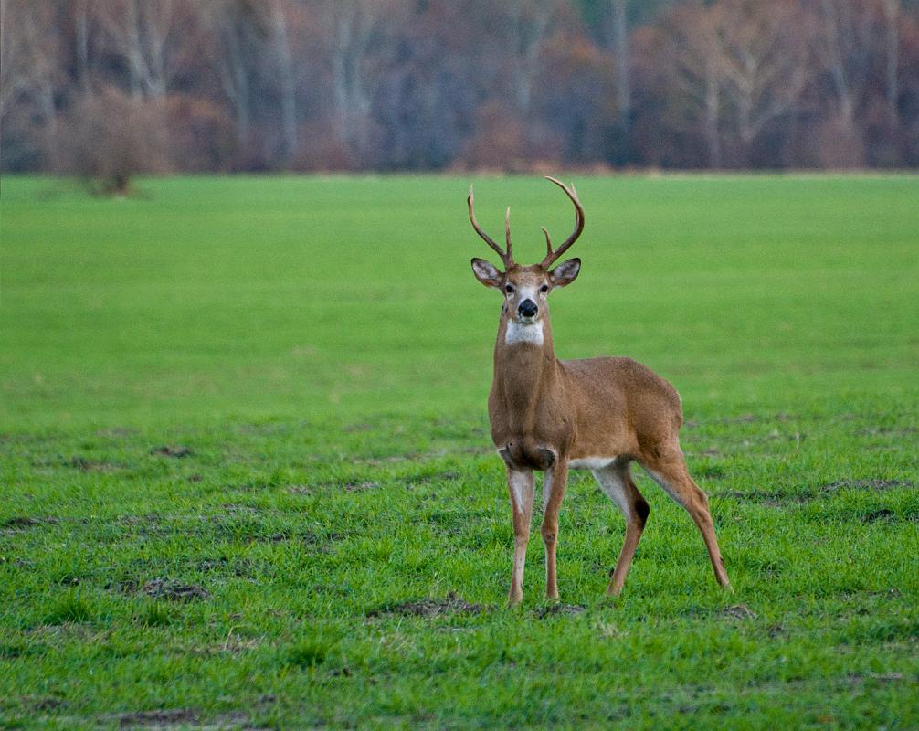 BH08_12_0491a.jpg - Though I missed the cranes taking flight, I did manage to get a few good shots of the deer that emerge from the woods each evening.