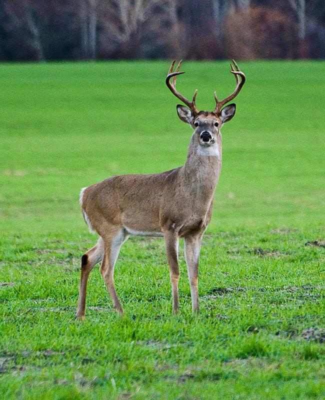 BH08_12_0494a.jpg - All my deer shots show them looking straight at me.  With grass the height of your front lawn, there's really no way you're going to hide from them.