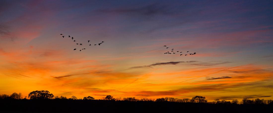 BH08_12_0534a.jpg - As I walked back to my car with my tripod over my shoulder (and camera still attached, thankfully) I heard some honking to my right.  I had just enough time to turn around and get the tripod set up as a flight of Canada geese went by, first to the south, then to the west right in front of the setting sun.  I  squeezed off a couple of shots as I was panning left-to-right, and spliced them together in Photoshop (what appear to be two flocks are actually the same group of birds taken a few seconds apart)