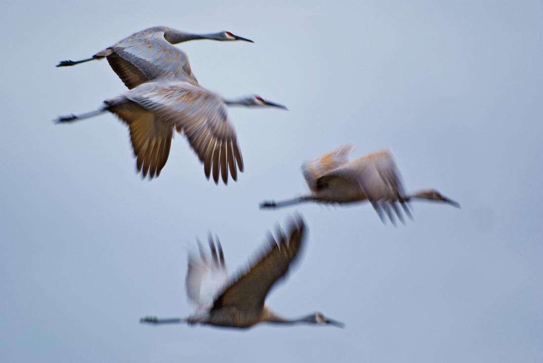 BH08_12_0612a.jpg - I went back a few days later to photograph the cranes... my fourth day.  By this time the flock had grown from five to eighteen individuals, and I was starting to hope that they might actually spend the winter with us.  This shot was taken on a dark, overcast day... the slow shutter speed caused a lot of blurring but there is something about the image that I kinda like.