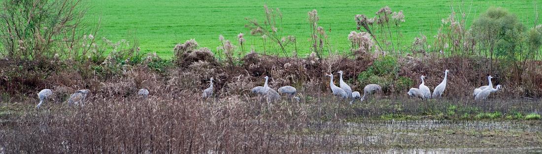 BH08_12_0650a.jpg - This is the only photo I got showing all eighteen birds, though it's not easy to pick them all out.