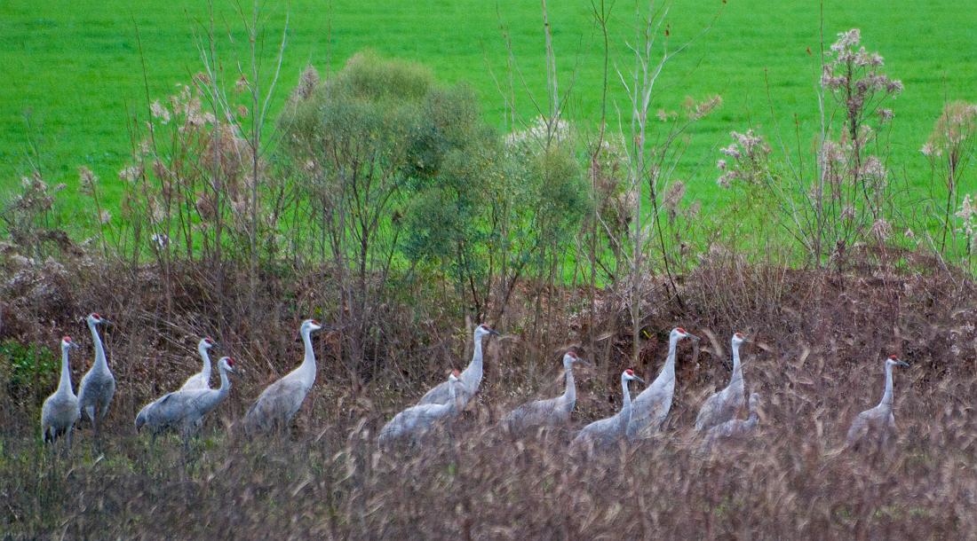 BH08_12_0671a.jpg - Along one side of the pasture was a little bog, a favorite spot for the birds to hang out.  Tall grass and a fence surrounding it makes photography difficult, but there was one small knoll outside the fence where you could shoot over some of the grass.