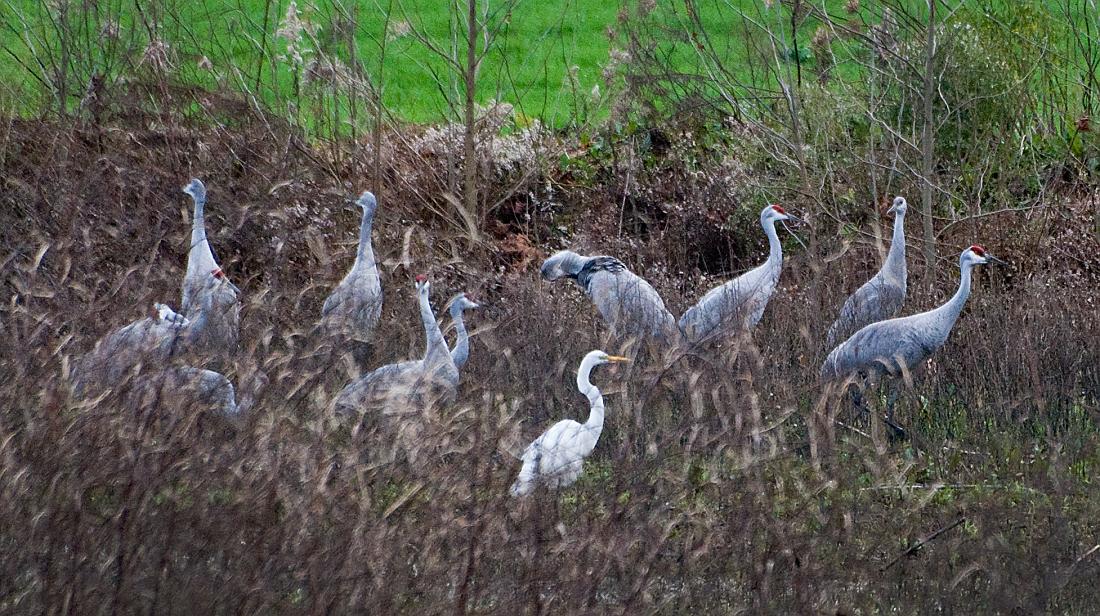 BH08_12_0677a.jpg - If you've never seen a Sandhill crane, the more common white egret in the foreground might give some sense of scale... the egret is about three feet tall, and the cranes are four to five feet tall with a 6-7 foot wingspan.