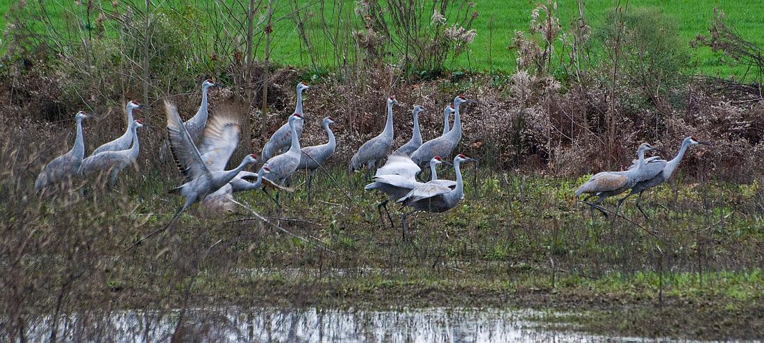 BH08_12_0682a.jpg - Time to call it a night, everyone is getting ready to take flight.  Doesn't matter whether the sun is out or not, they always seemed to know when it was time to go home.