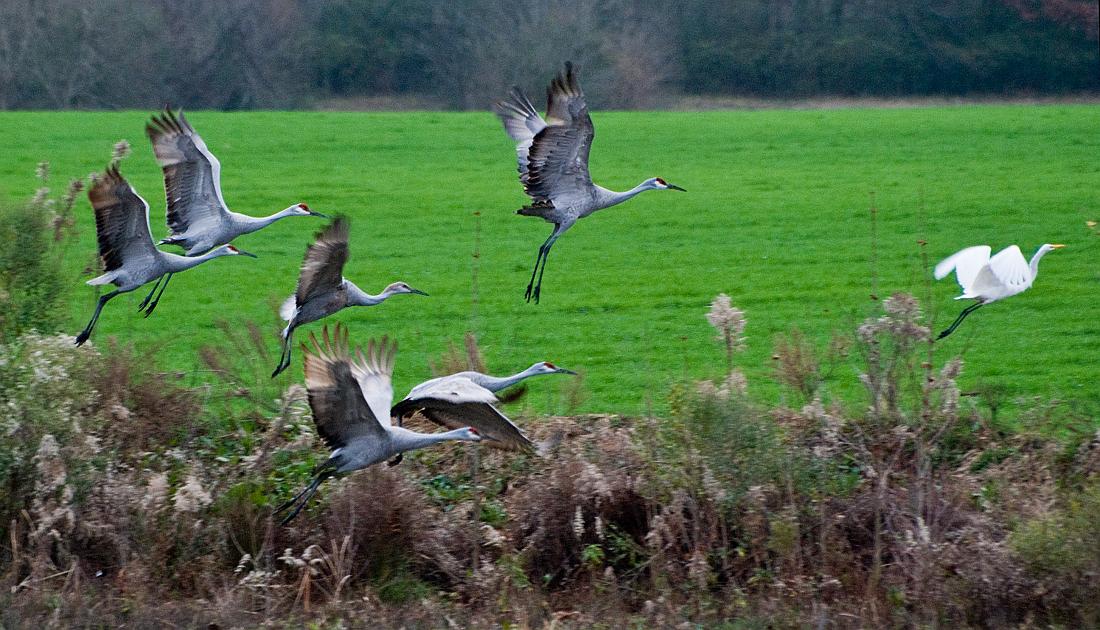 BH08_12_0687a.jpg - This would be the last I saw of the Sandhill cranes... it turned out they did not spend the winter here after all, but probably continued on to Florida after a few weeks of feeding.  Hopefully, they'll be back next year.