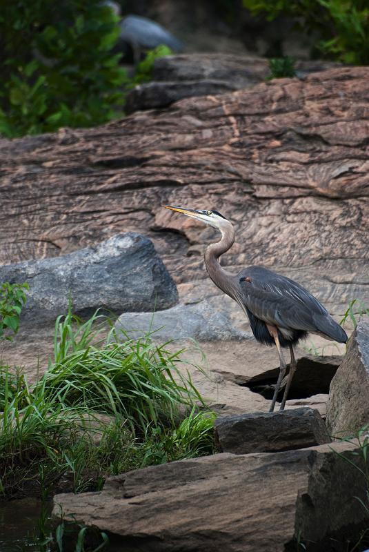 BH09_06_1324a.jpg - Blue Heron walking on the rocks.