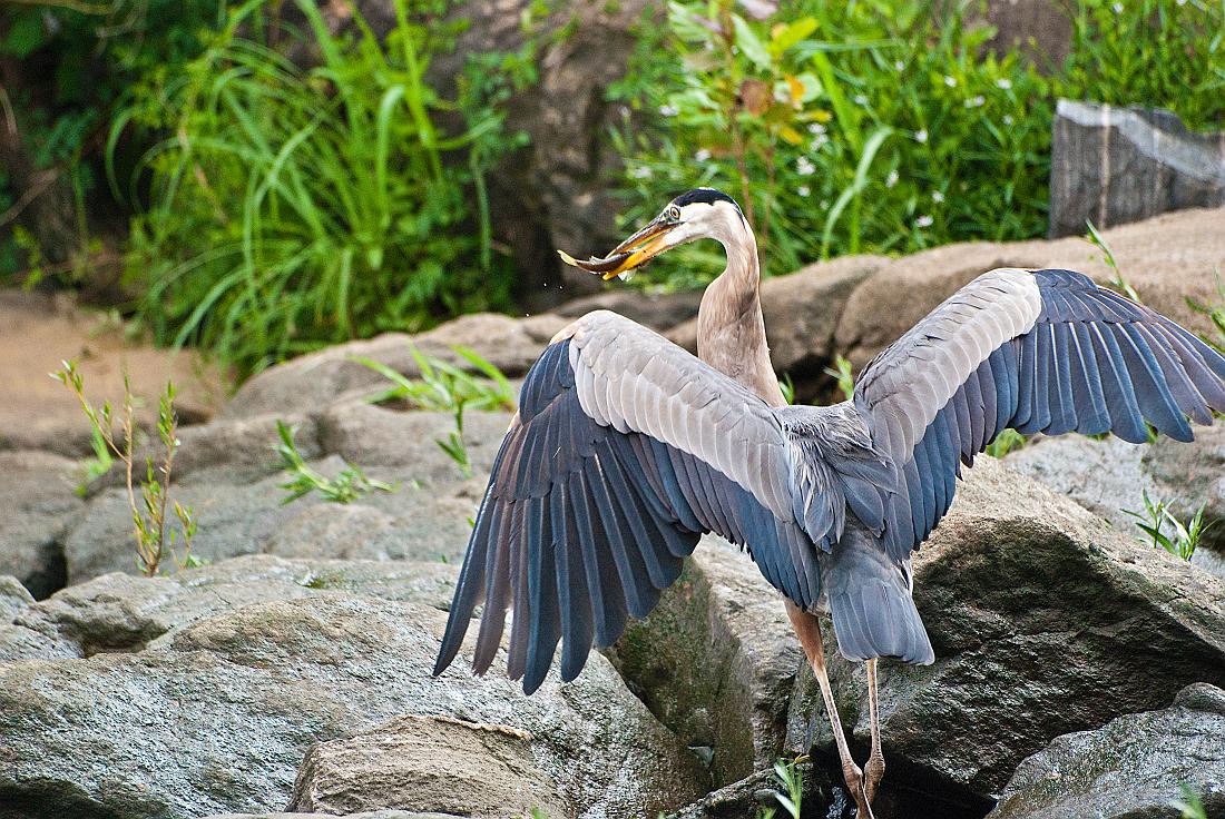 BH09_06_1344a.jpg - The herons love this rocky area.  As the dams upriver get turned on and off, this area will be underwater for a while... when the water recedes, fish get caught in small pools between the rocks.  The herons are always paying close attention and as soon as the water goes down, they decend on the area in large numbers for a feast.