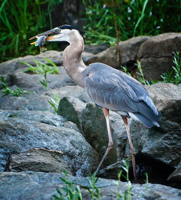 BH09_06_1347a.jpg - As you can see by the diameter of this bird's lower neck, this is far from his first catch of the day.