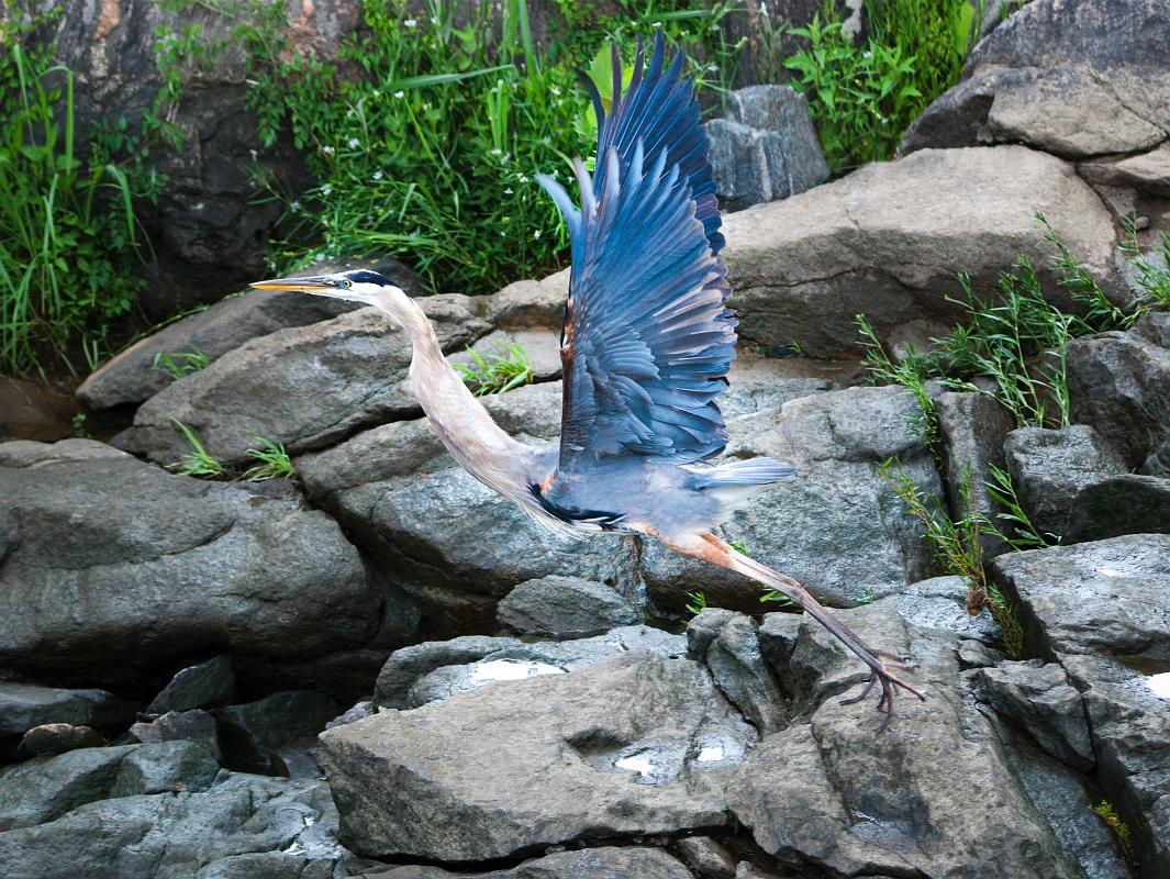 BH09_06_1356a.jpg - A delicate four-toe takeoff.