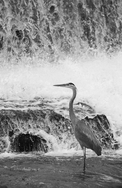 BH09_06_1380a.jpg - This fellow is either taking a break or waiting for a meal.  It was shot in color and converted to black & white in Photoshop.