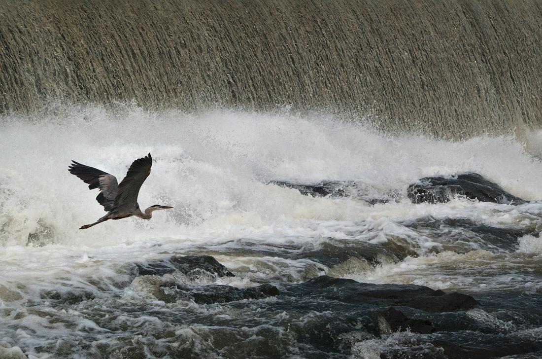 BH09_06_1385a.jpg - Blue Heron flying low in front of the dam.