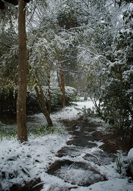 BH09_03_0866a.jpg - Our front yard, just after a snowfall.  The last time we had enough snow to cover the ground like this was about five years ago.