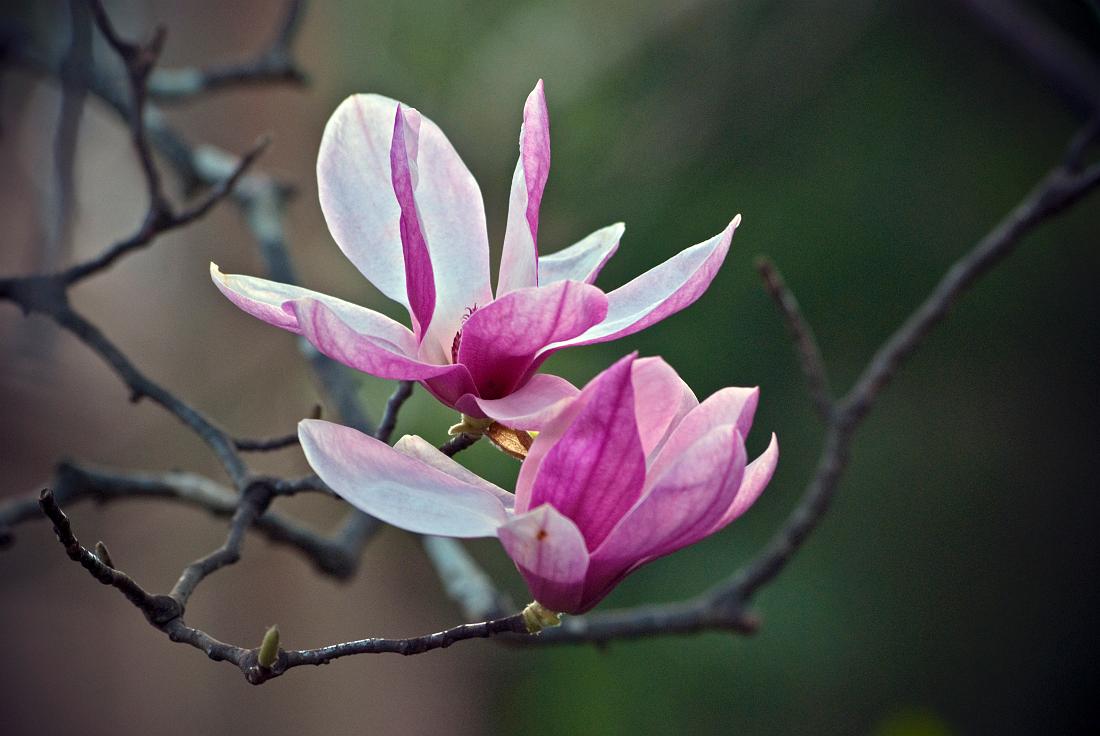 BH09_03_0898a.jpg - Japanese magnolia blossoms in early spring.