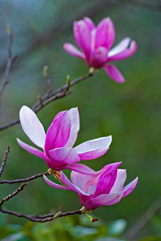 BH09_03_0903a.jpg - Japanese magnolia blossoms in early spring.