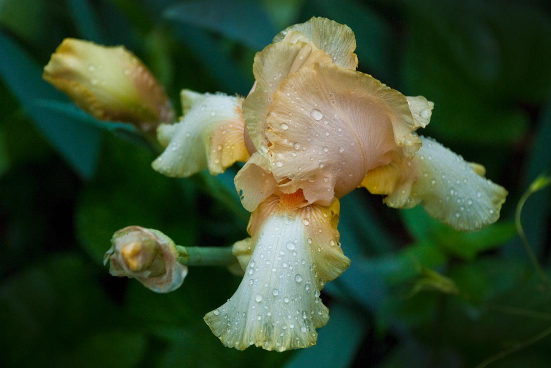 BH09_05_1085a.jpg - Iris blossom after a light rain, Pine Mt. Valley, GA.
