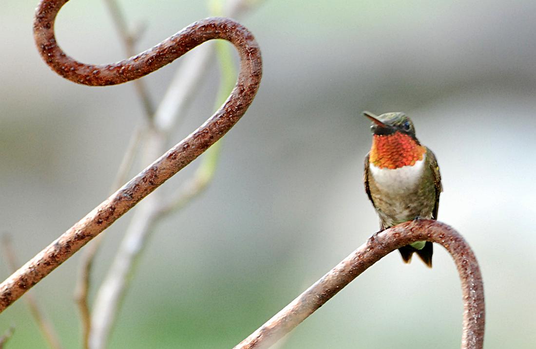 BH09_05_1194a.jpg - Male ruby-throated hummingbird  (Archilochus colubris),  Talbotton, GA.  This shot was not in sharp focus, but after a half hour of chasing, this was the only good pose I managed to get.  The females are relatively easy to shoot, but the males are always on the move, looking out for and fighting with other males.