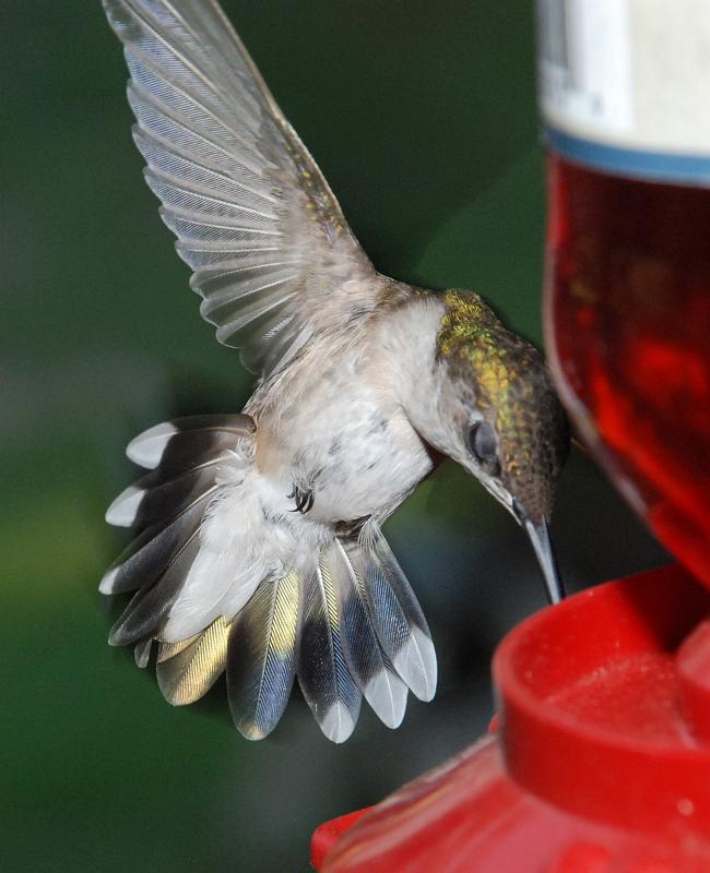 BH09_05_1240a.jpg - Female ruby-throated hummingbird, Talbotton, GA.  These birds eat non-stop, they have very speedy metabolisms.  Probably more amazing than their tiny size is the fact that they manage to store up enough energy over the summer to complete a 500 mile non-stop migration across the Gulf of Mexico each fall.